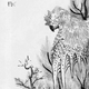 Tengu as a kite-like monster, from artist Toriyama Sekien’s Gazu Hyakki Yakō.